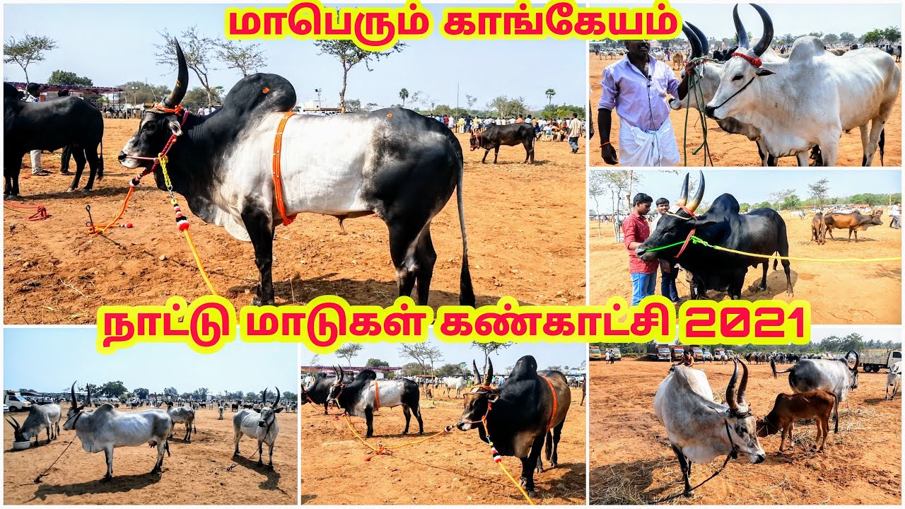 மாபெரும் காங்கேயம் நாட்டு மாடுகள் கண்காட்சி 2021 | Kangeyam Country Cows Exhibition