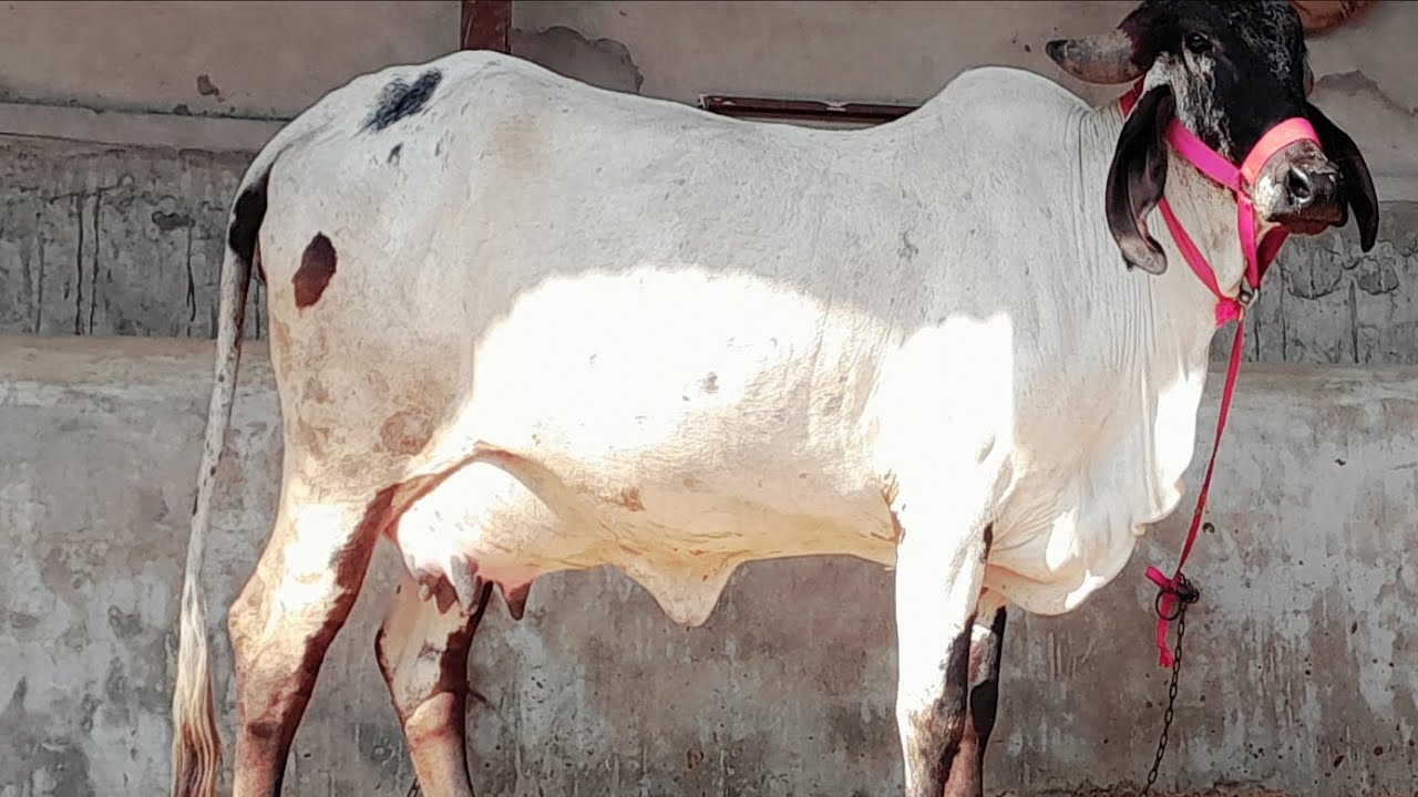 💯 % प्योर लिलडी गिर  गौमाता मिल्क क्षमता 16 लीटर प्रतिदिन फॉर सेल 7568690962