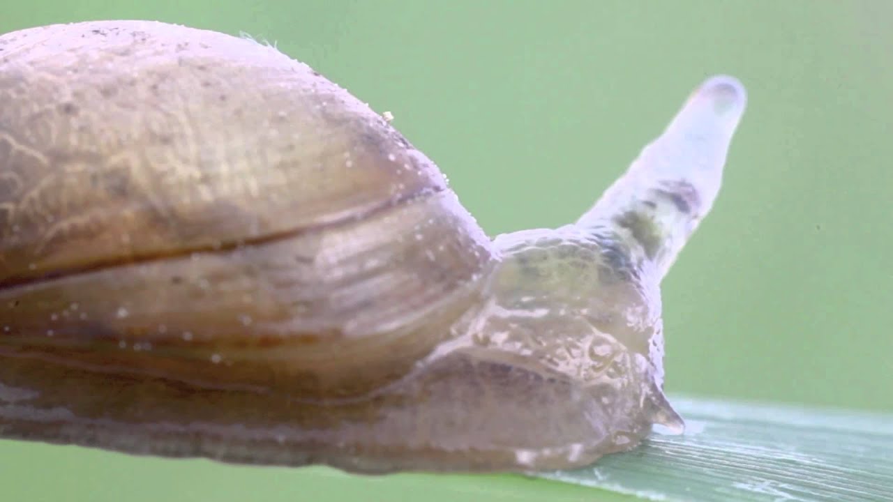 Striking Gastropod Parasite