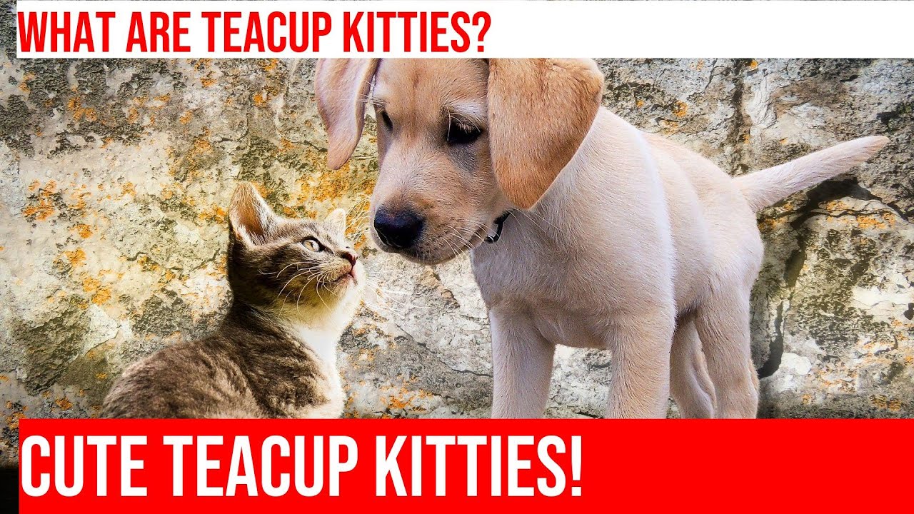 Cats and Their Love for Tiny Teacup Kitties!