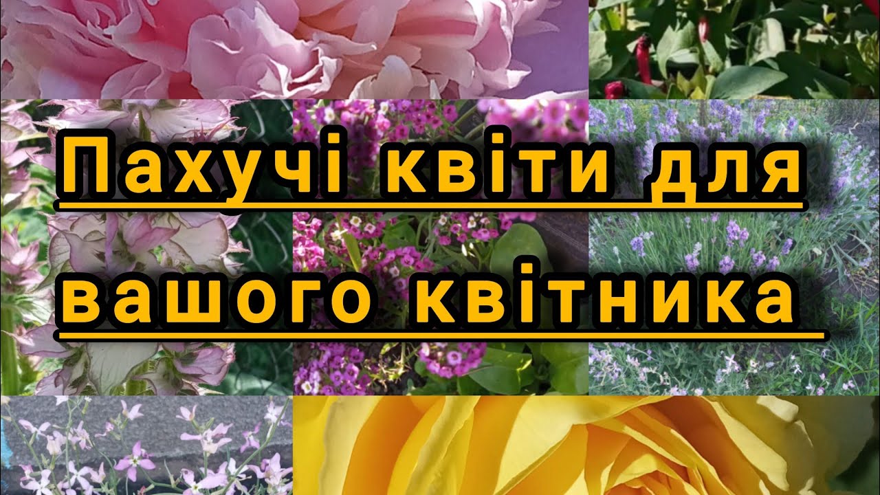 Ароматні квіти у квітнику🌺#квітиукраїни #квіти #ароматніквіти #flowers 