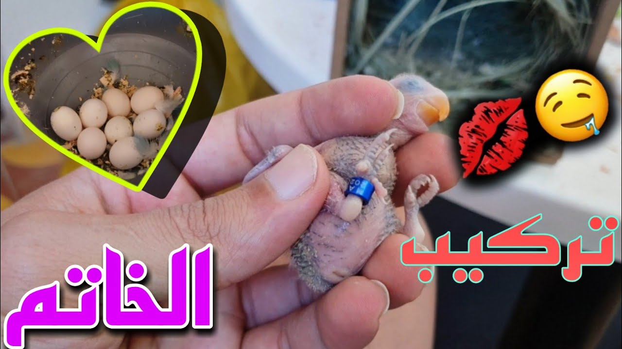 تركيب خاتم الفيشر أول مرة و منار وضعت 8 بيضات🥚🙈❣