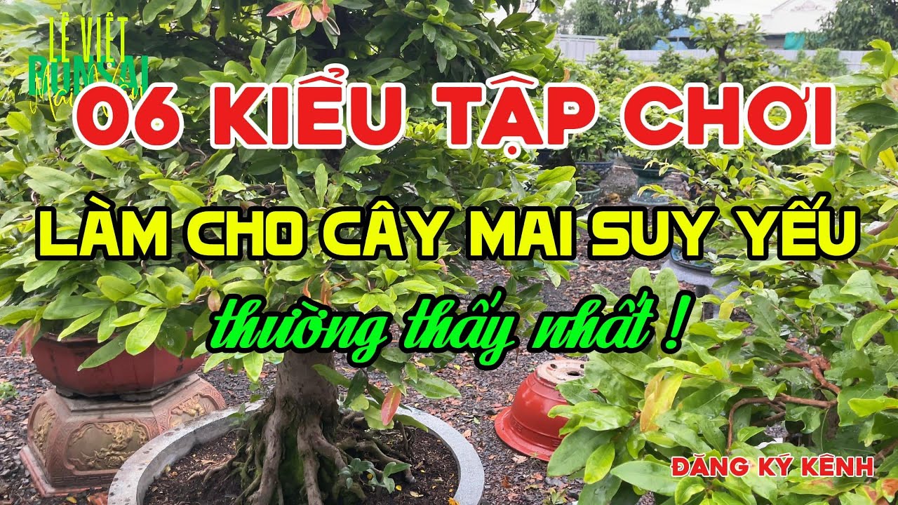 06 kiểu tập chơi Mai làm cho cây mai suy yếu thường thấy nhất (dành cho ae tập chơi)