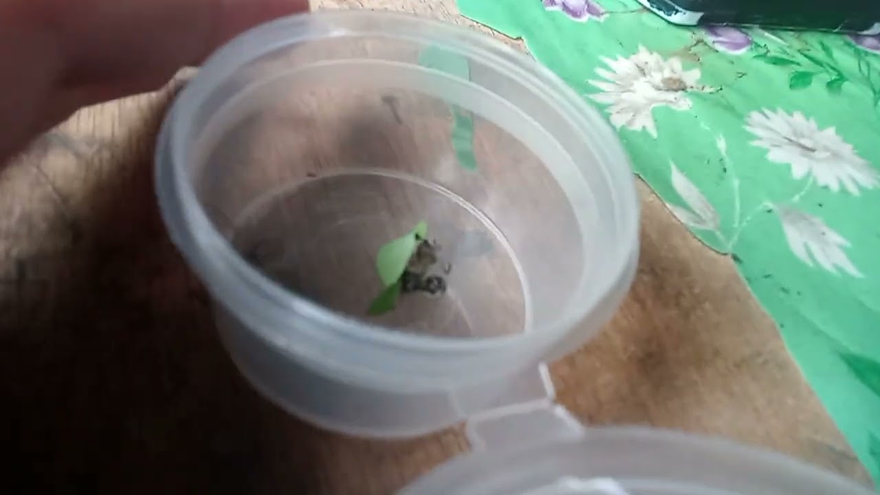 click off this video if you're scared off spiders