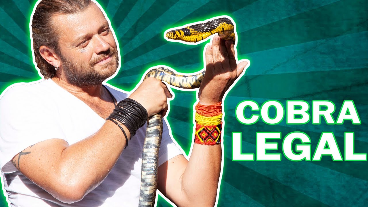 COMO COMPRAR UMA COBRA LEGAL? | PARTE 1 | RICHARD RASMUSSEN