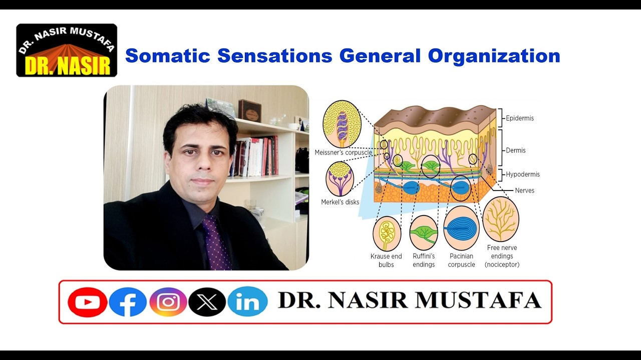 🎓 Physiology Lecture: Somatic Sensations – General Organization & The Tactile & Position Senses 🧠