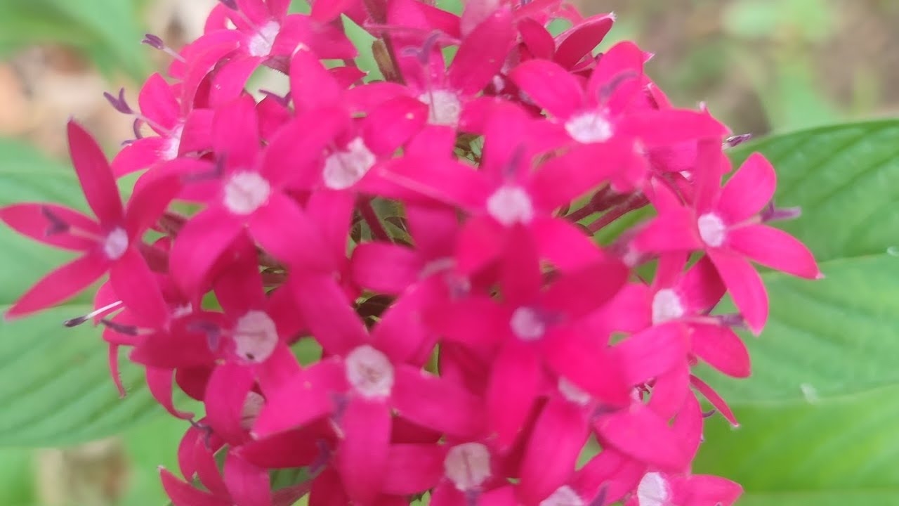 ලස්සනට පැන්ටාස් හදමුද🌱🌹🌺💓