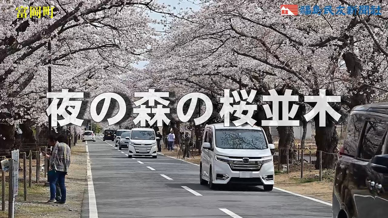 夜の森の桜並木