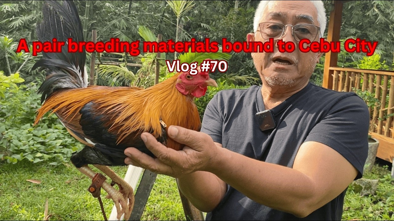 A pair breeding materials bound to Cebu City | Vlog #70