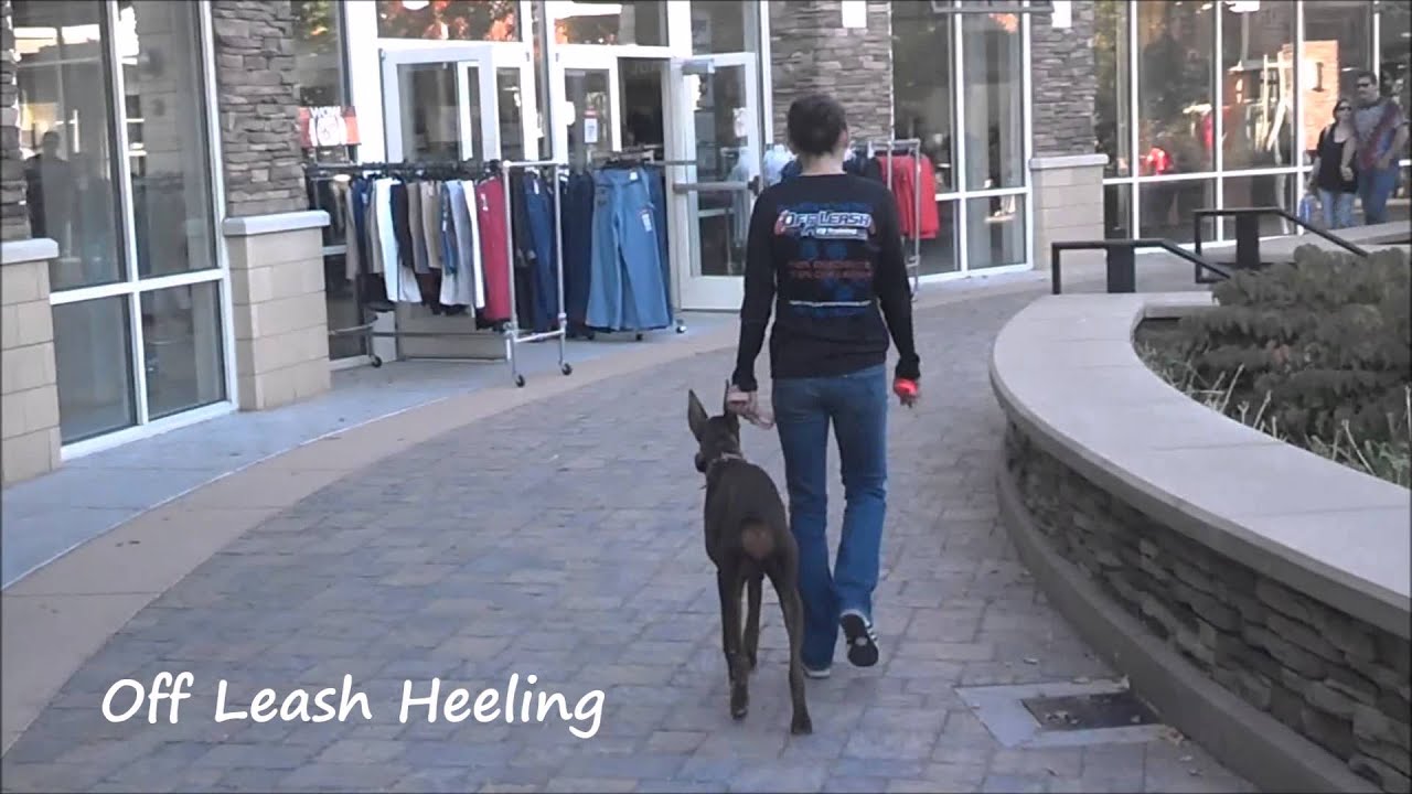 Off Leash K9 Training, Reno: 8 Month Old Doberman, Selene