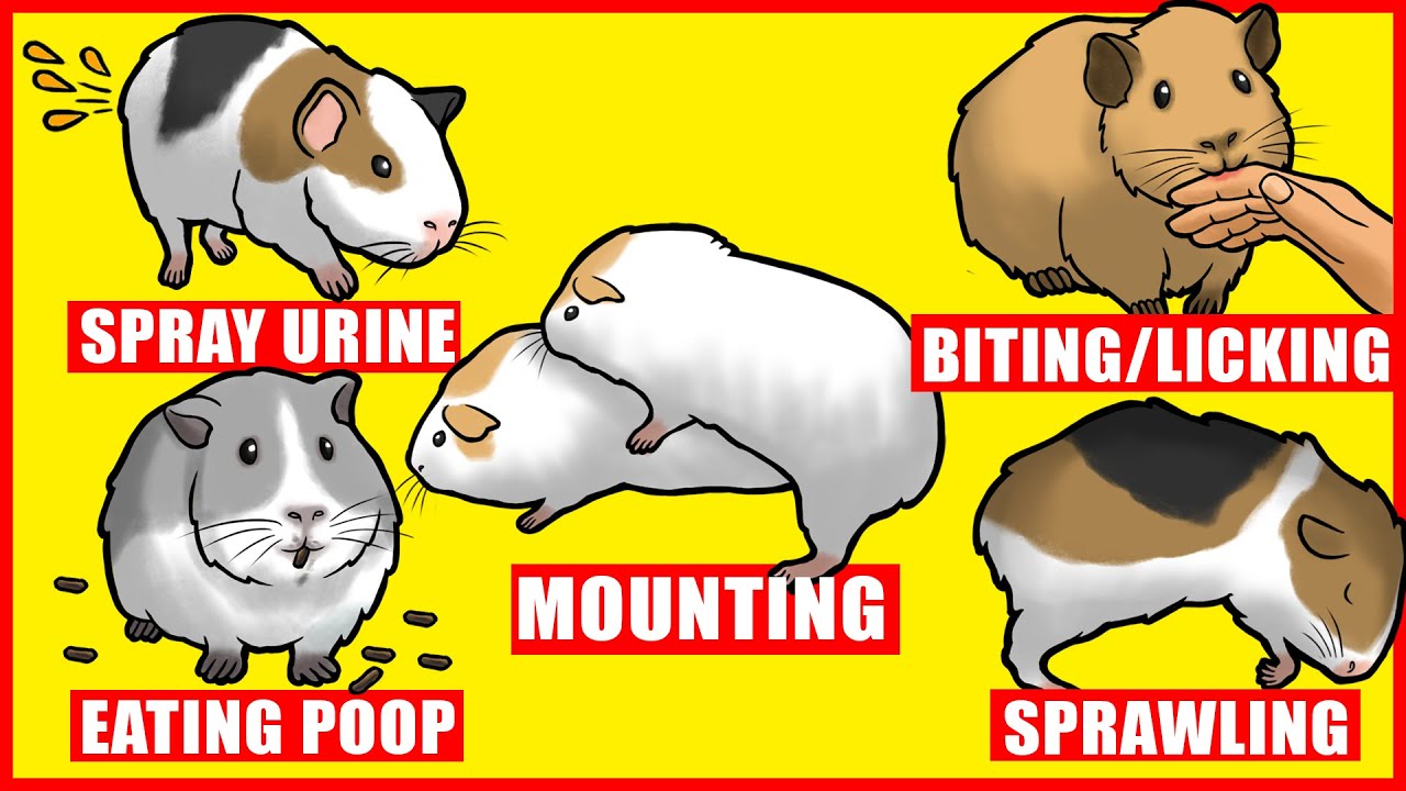 Guinea Pigs Body Language and Behaviors Explained