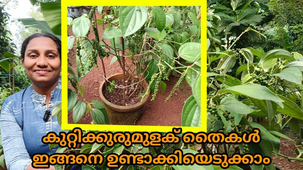 കുറ്റുക്കുരുമുളക് തൈകൾ ഈ രീതിയിൽ ഉണ്ടാക്കിയെടുക്കാം || Bush pepper @VidhasWorld