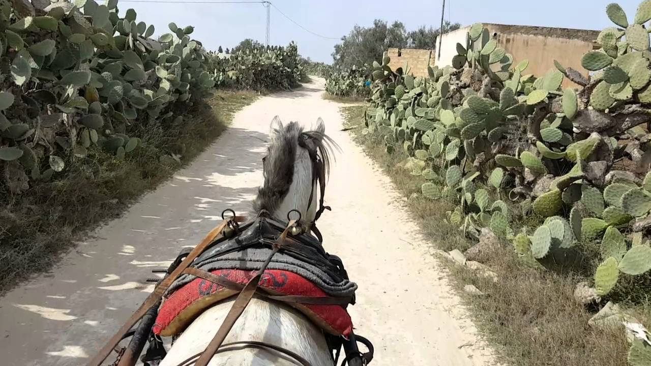 Promenade en calèche campagne tunisienne