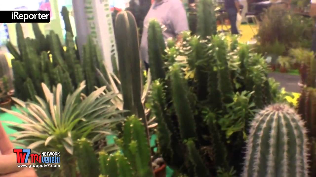 FLORMART 2014, PIANTE GRASSE CONSIGLI UTILI