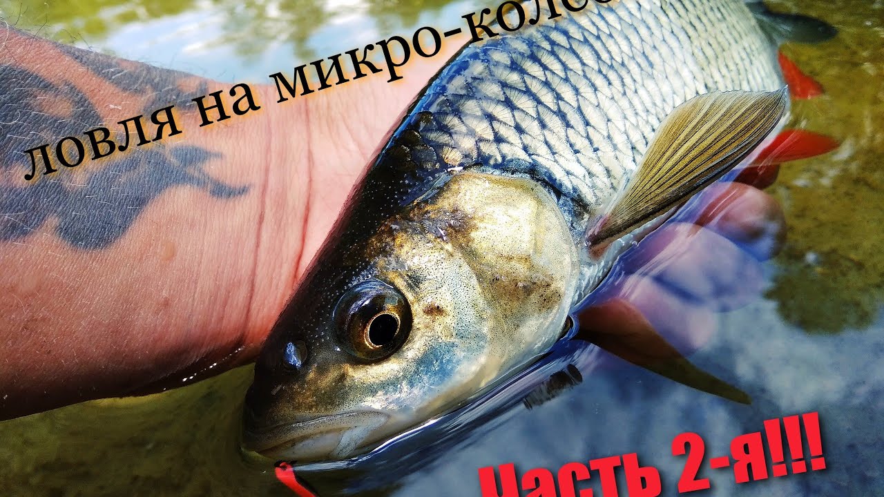 Ловля голавля на микро-колебалки!!! Часть 2.