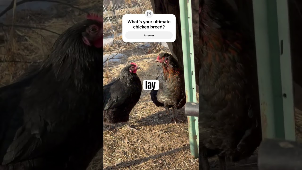 The best chicken breed for the north #farmvlogger #chickenfarmer #buckeyechicken #chicken