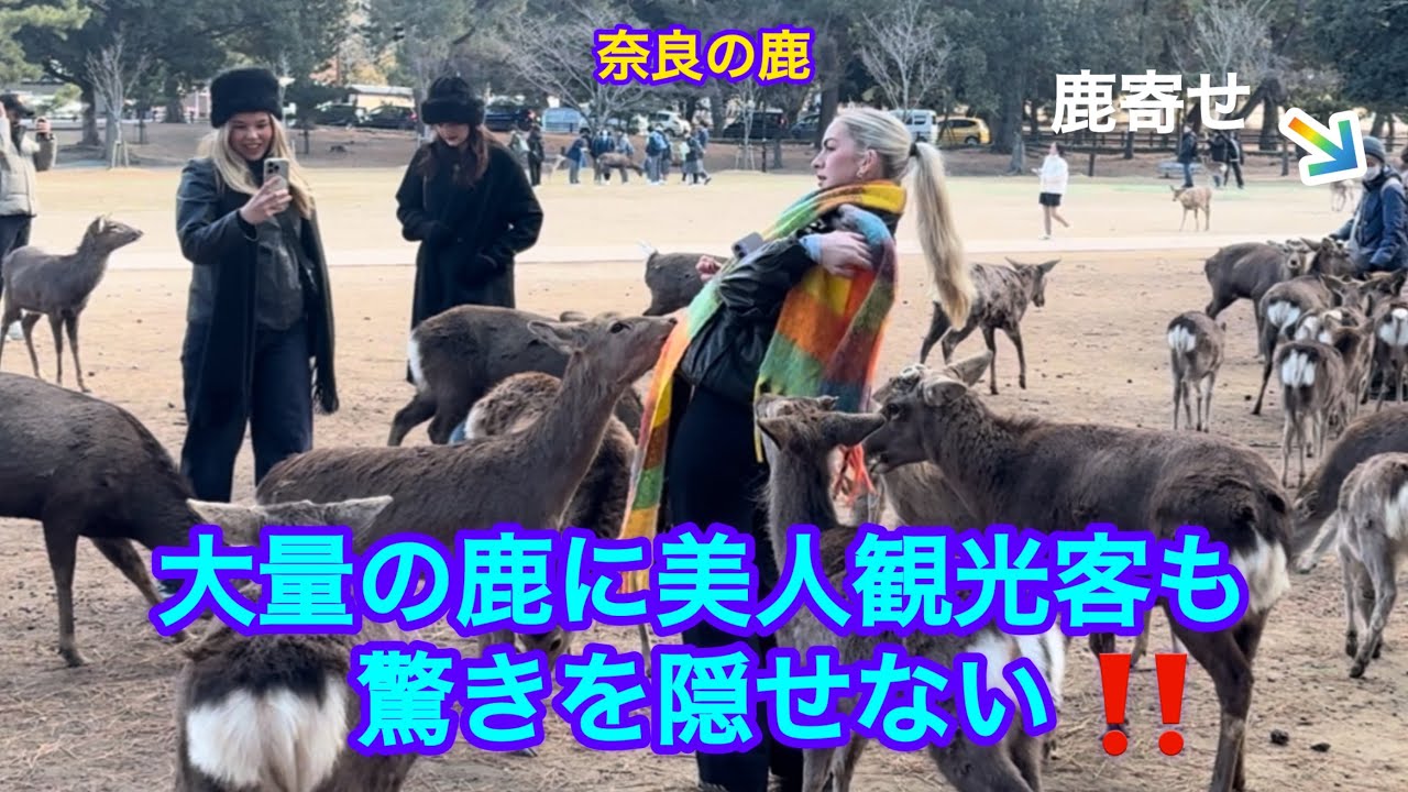 【鹿寄せ】大量の鹿に美人観光客も驚きを隠せない‼️県民による鹿寄せ🫎
