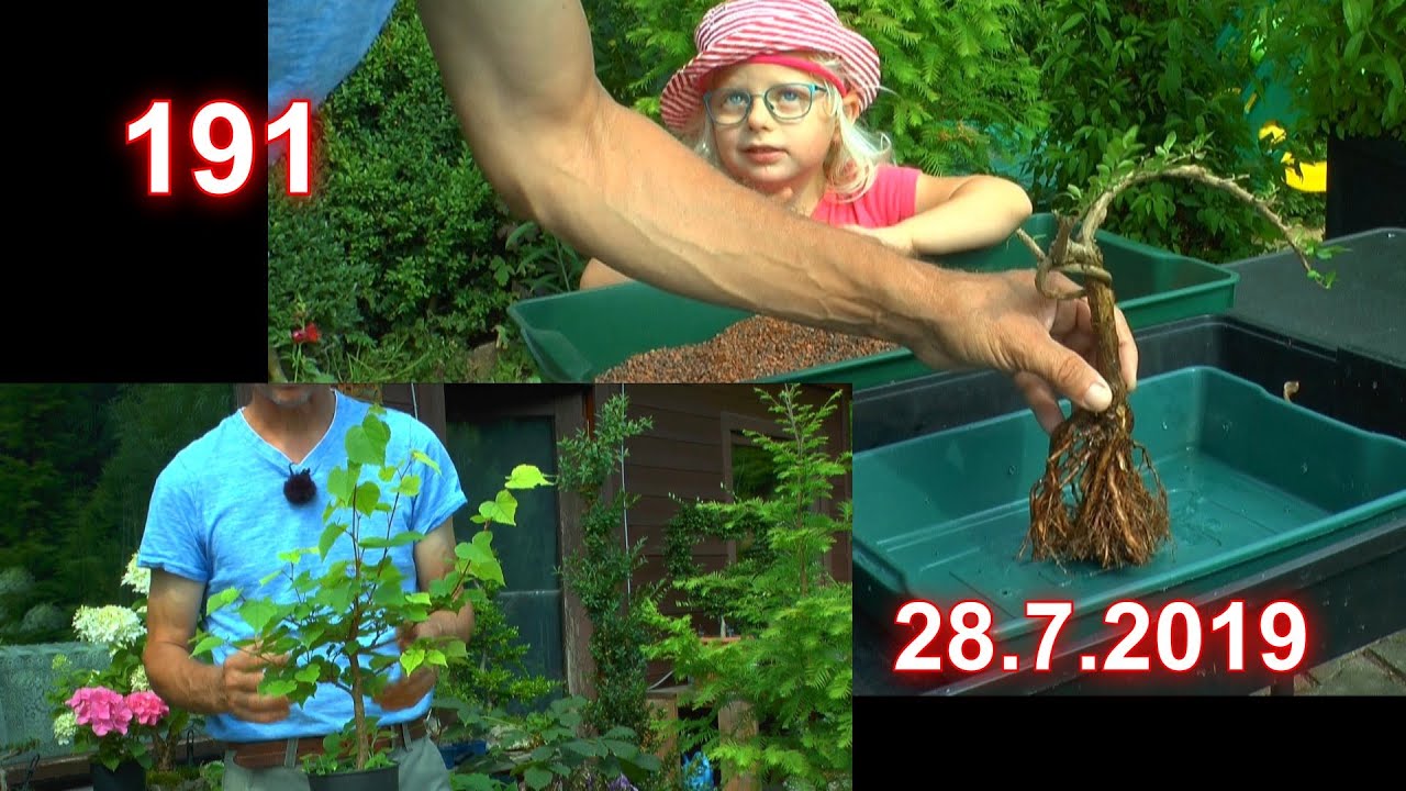 Bonsai für Anfänger ein neuer Bonsai entsteht und kleiner Rundgang mit Detlef Römisch
