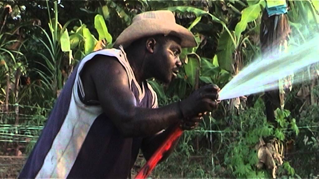 Emmanuelle JOSEPH le plus grand Producteur de  Chou en Guyane Française...