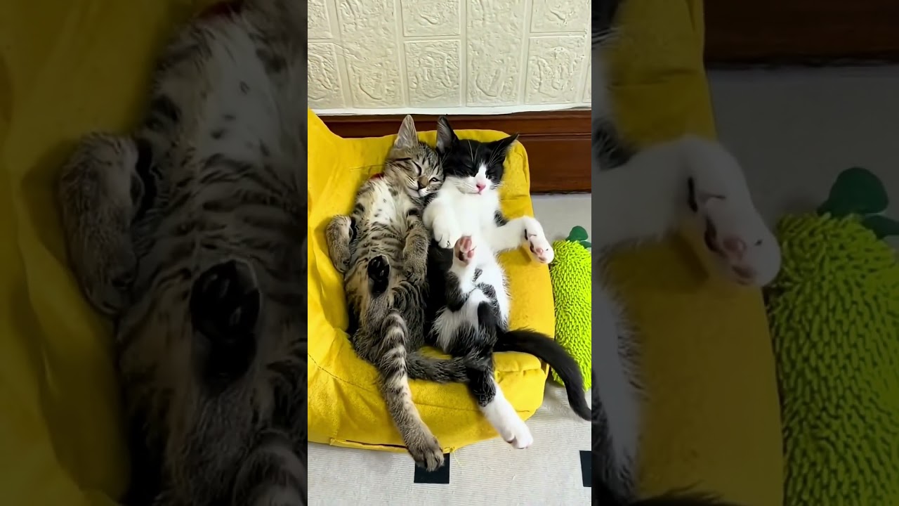 Cat Core Compilation Part 20 