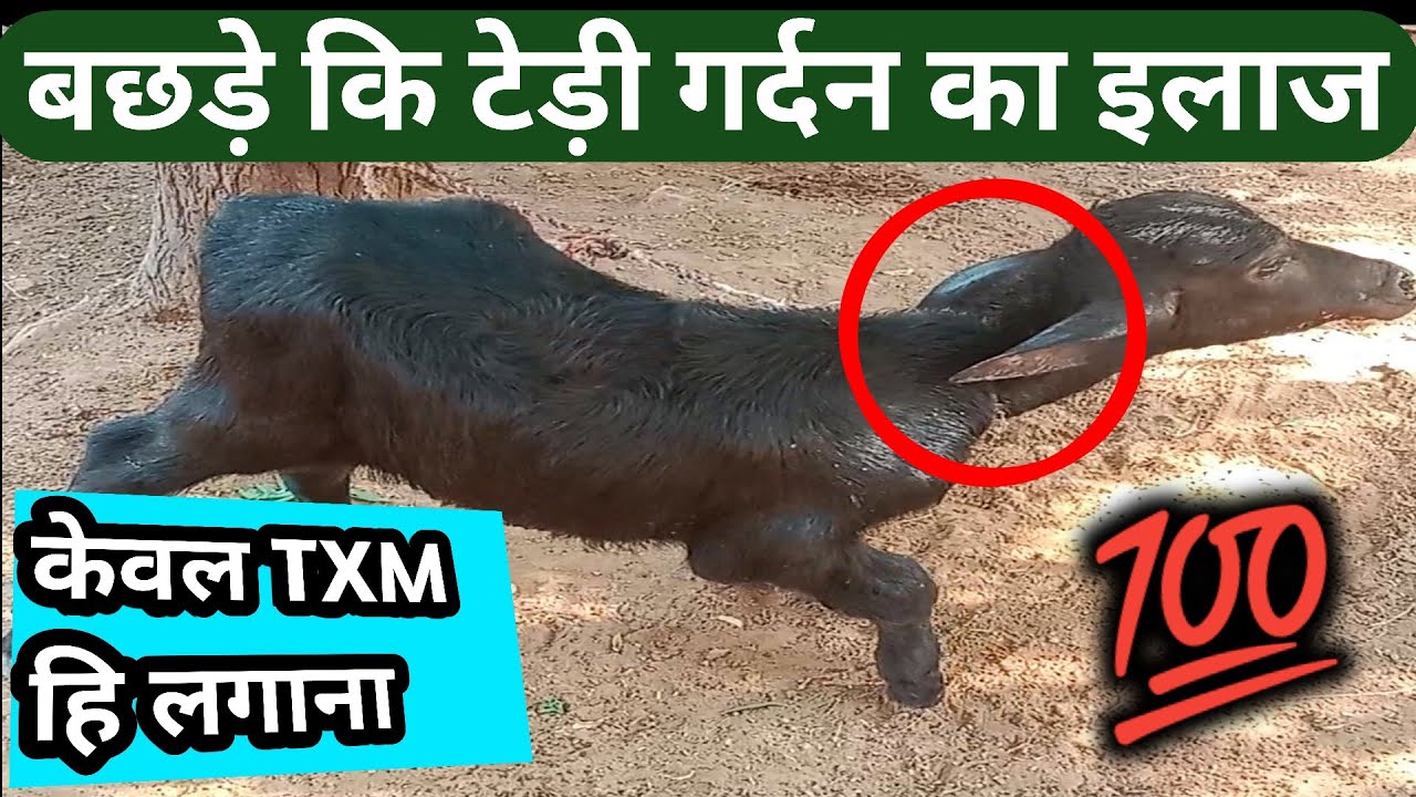 पशुओं कि टेड़ी गर्दन का इलाज/बछड़ों कि टेड़ी गर्दन का इलाज/bhainsh ke bachde ki tedy garden ka ilaj