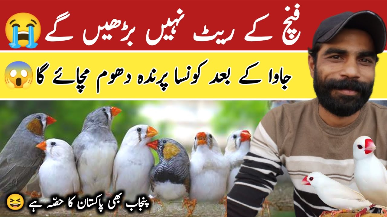 Finch Rates Will Not Increase | Zebra Finch Future 2024 | Shehroz Patni