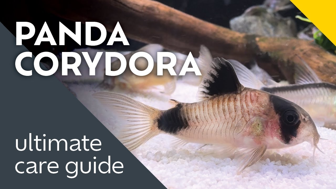 Panda Corydoras: What I Learned