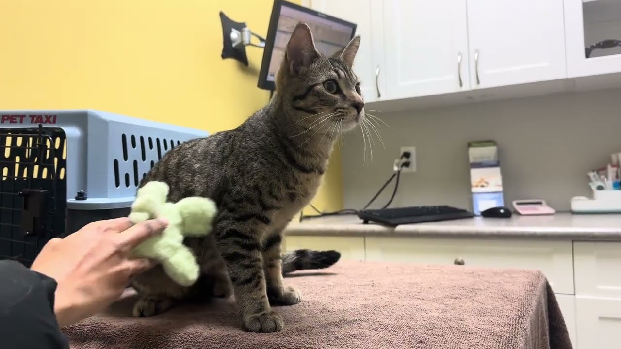 Cat Parent Life 🐱 Vet Checkup & Trying New Food