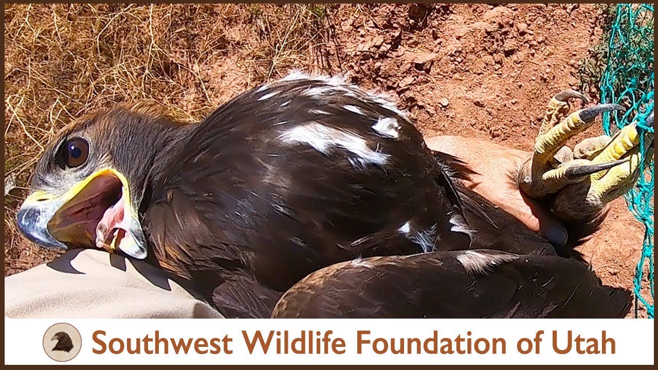 Eagle So Stuffed Full She Can't Fly!