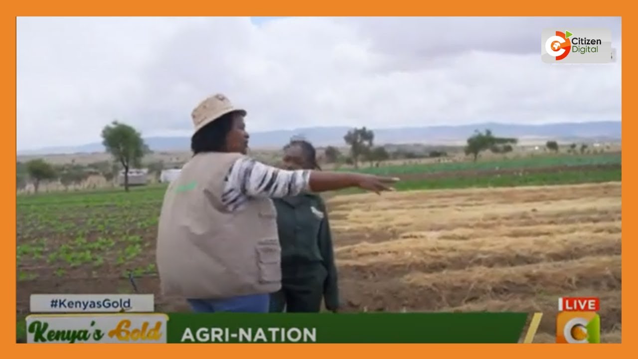 | KENYA'S GOLD | Agri-Nation: Farming the Wavinya Way