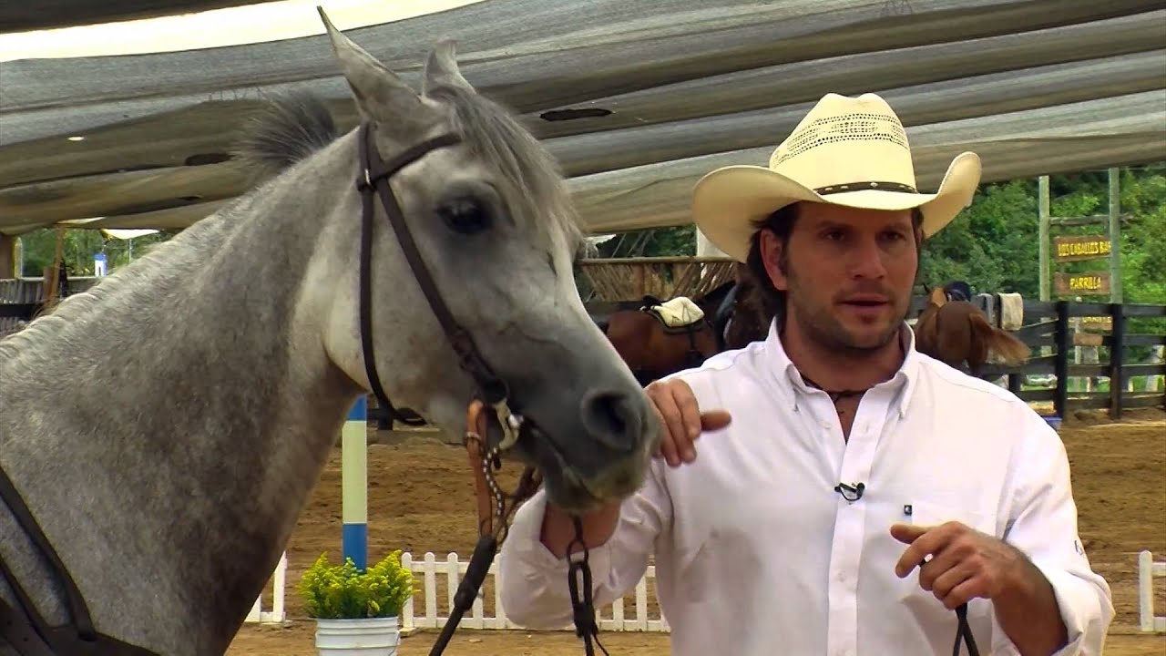 Cómo realizar doma equina- TvAgro por Juan Gonzalo Angel
