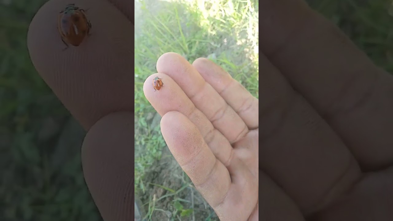 Amazing Insect Life | Incredible Nature Moments 🐜