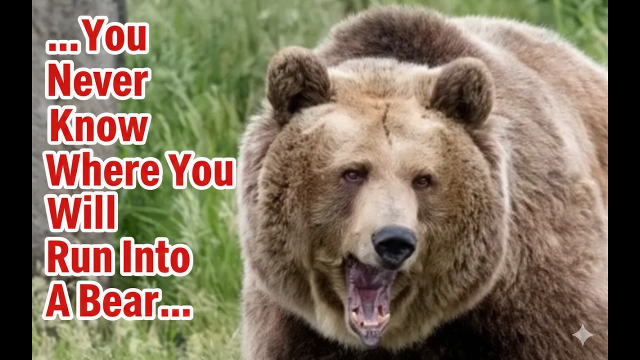 Scary Bear Attacks: Three Bear Attacks From Surprising Locations
