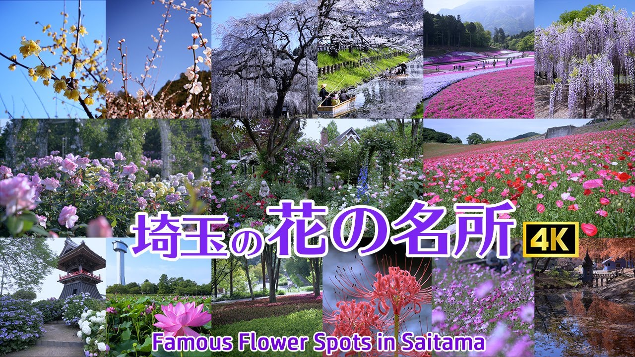【埼玉・季節の花】 埼玉でおすすめの花の名所 15選　シネマティック /　Recommended flower spots in Saitama  cinematic　4K