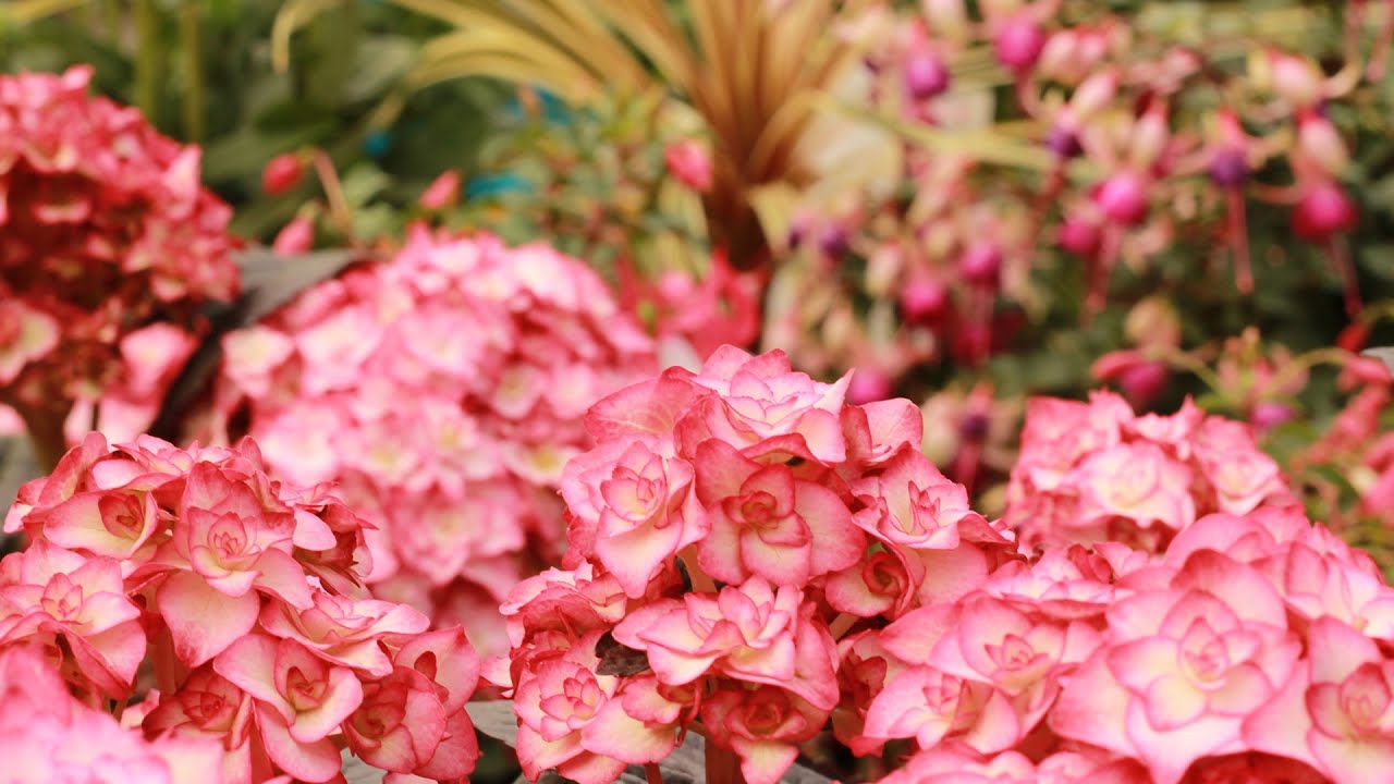 Hydrangeas at Glendoick