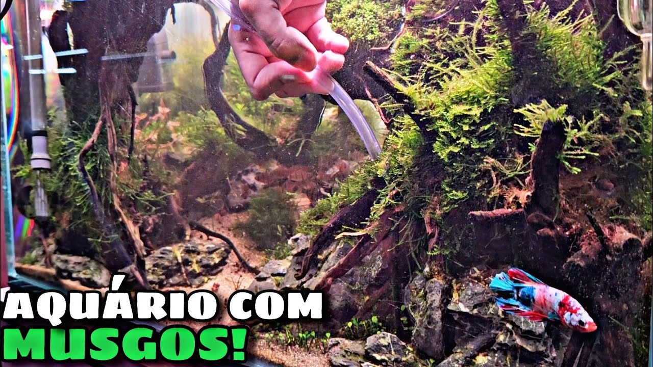 MUSGO EM AQUÁRIO REALMENTE É FÁCIL DE MANTER?