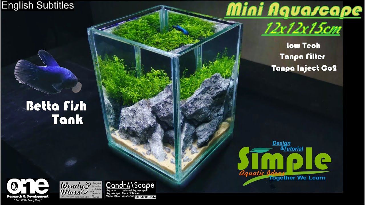 Step by Step low tech mini aquascape soliter tank cupang #43