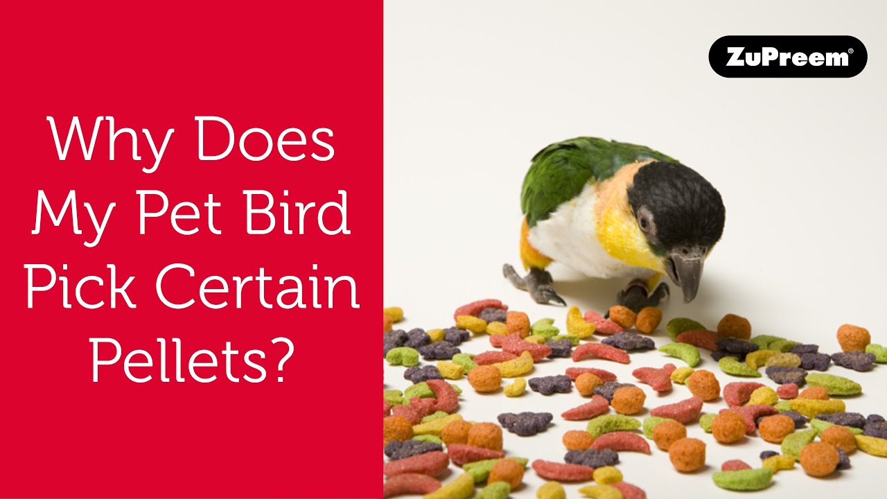 Why Does My Pet Bird Pick Certain Pellets? | Tips For Bird Owners