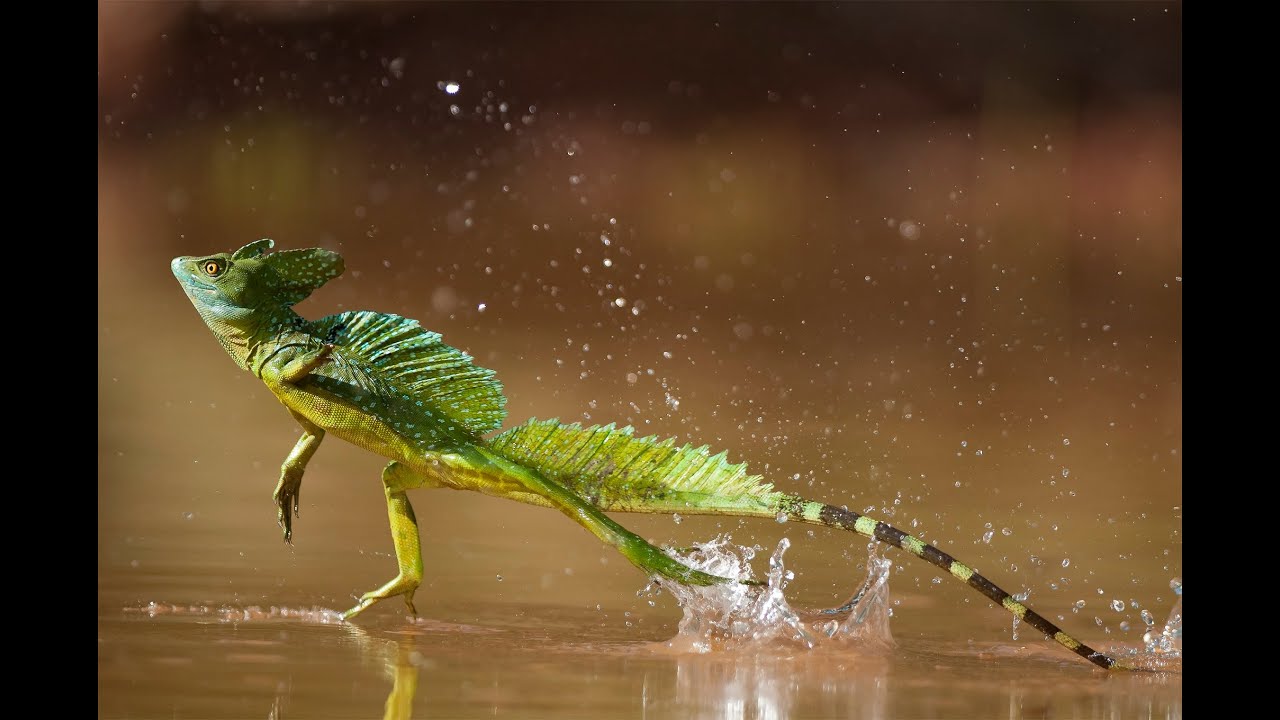 10 INCREDIBLE Animals & Their Abilities