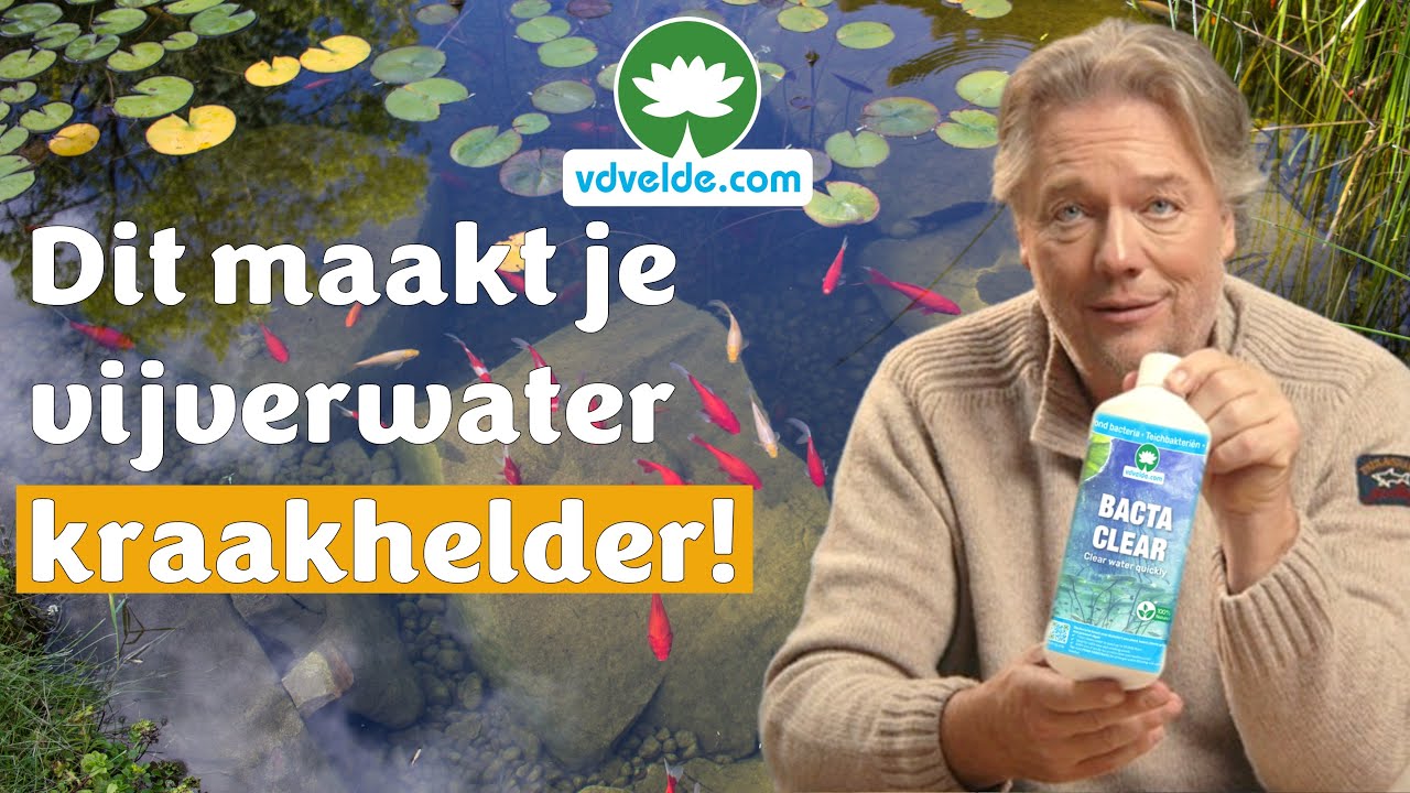 Vijverbacteriën van BACTA CLEAR voor een heldere vijver.