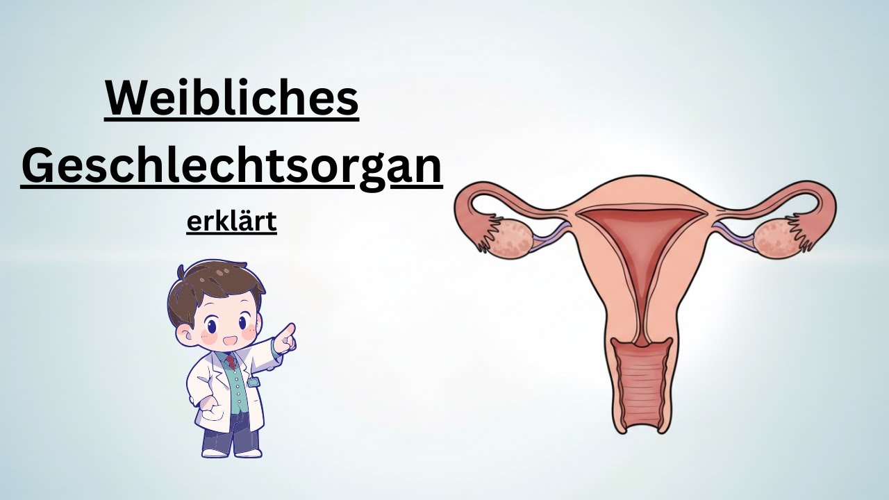 Weibliche Geschlechtsorgane erklärt – Aufbau & Funktionen verständlich