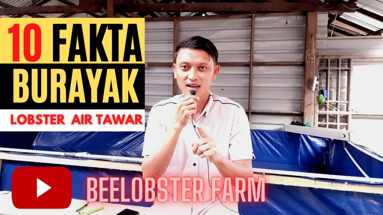 10 FAKTA BURAYAK LOBSTER AIR TAWAR