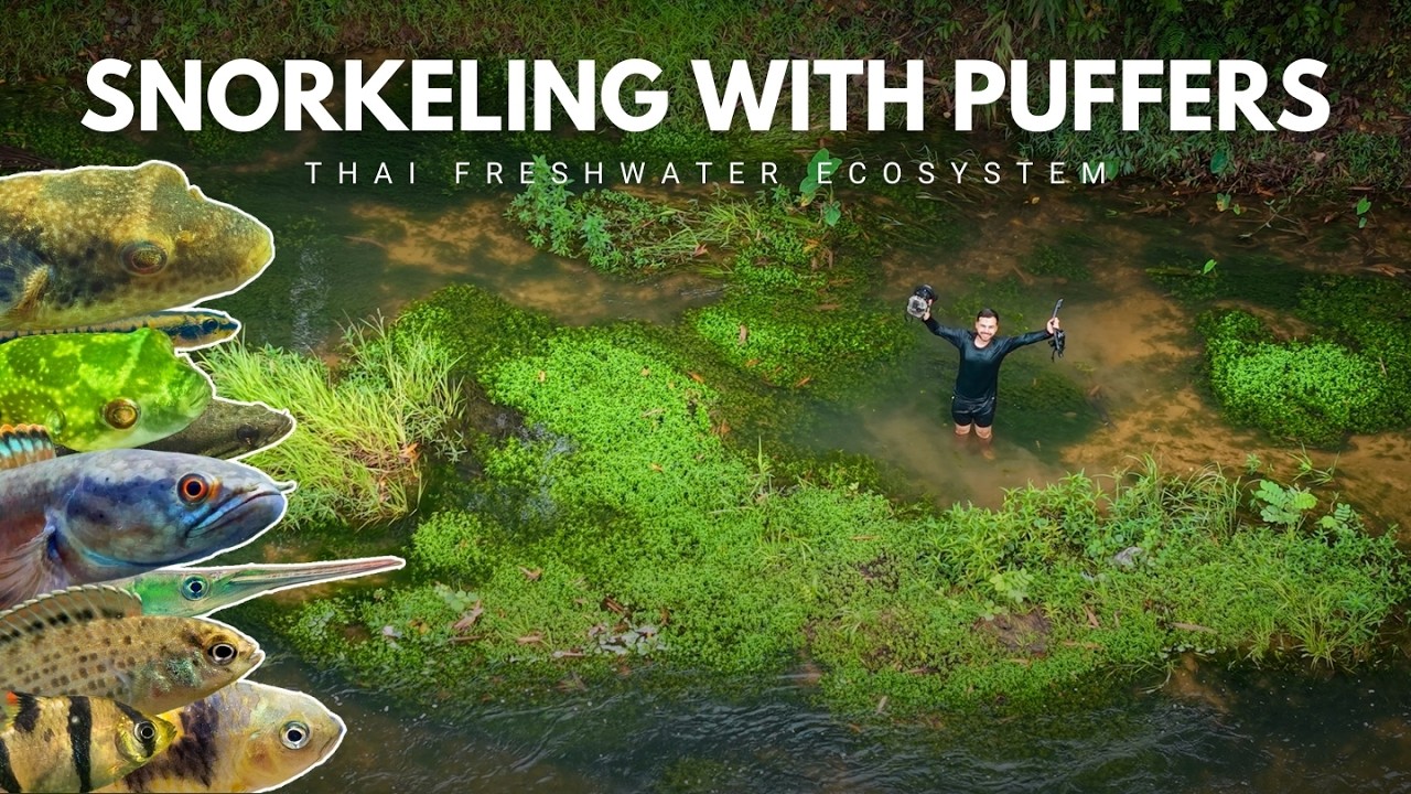 Snorkeling With Freshwater Puffers | Exploring Southern Thailand EP3