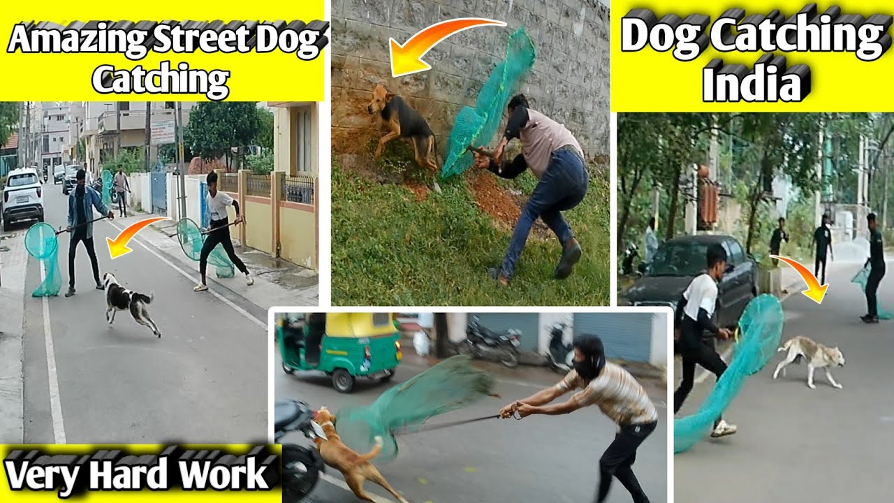 Street Dog Catching Tumkur City । Dog Catching India । Dog Barking Sound 