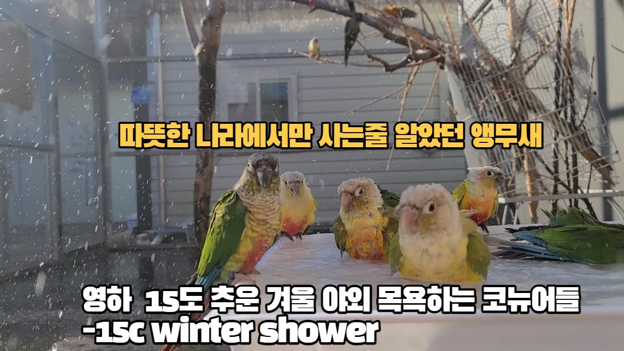 추운겨울인데 앵무새가 야외에서 지내도 괜찮은가요?