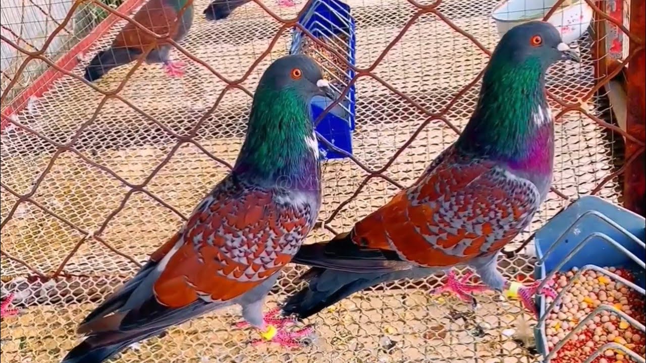Beautiful Fancy Pigeons: Best Breeds & Farm Footage Compilation. #1