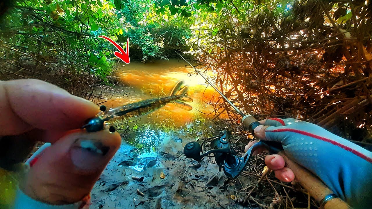 ROBALOS NA GALHADA DO MANGUE COM MICRO CAMARÃO ARTIFICIAL E EQUIPAMENTO ULTRA LIGHT