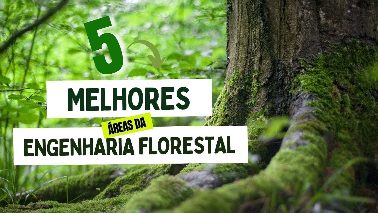 vale a pena fazer ENGENHARIA FLORESTAL em 2025?