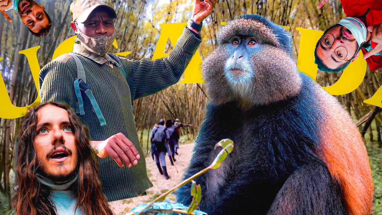 trekking alla ricerca della SCIMMIA DORATA 🐒  Uganda!