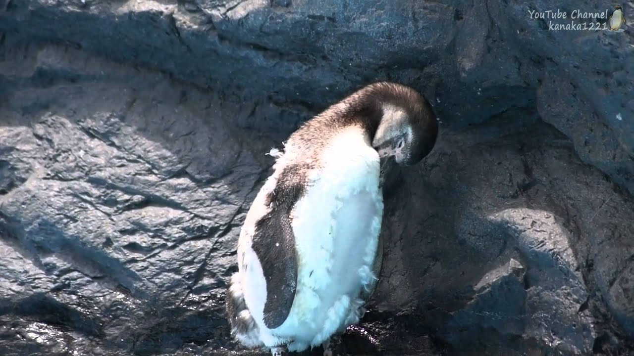 ペンギンヒルズ　ペンペン初めての換羽